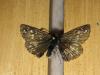 179574 – Photo : Limenitis78 – France (73)